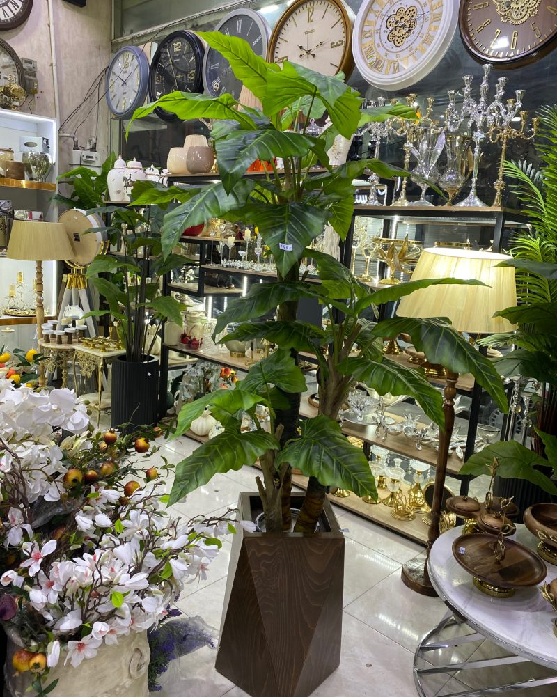 درختچه باباآدم سه تنه - Image 4