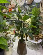 پرنده بهشتی ۲۰ برگ کد ۵۵۸۵ - Image 2